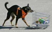 Hund beim Einkaufen